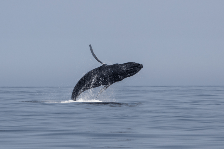 Things To Do Whale Watching